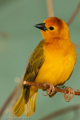 Taveta Golden-WeaverSan Antonio Zoo