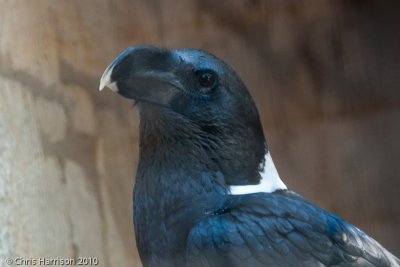 White-necked RavenSan Antonio Zoo