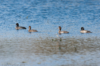 Greater and Lesser ScaupAransas NWR