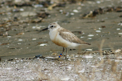 Red-breasted (New Zealand) Dotterel