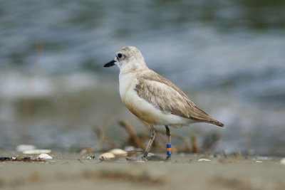 Red-breasted (New Zealand) Dotterel