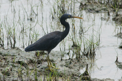 Pacific Reef-Heron