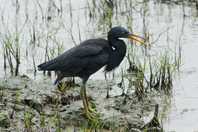 Pacific Reef-Heron