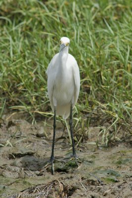 Little Egret