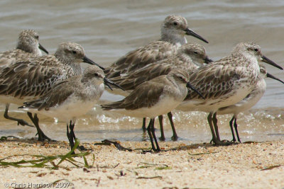 Great Knot, Curlew SandpiperCairns, QLD