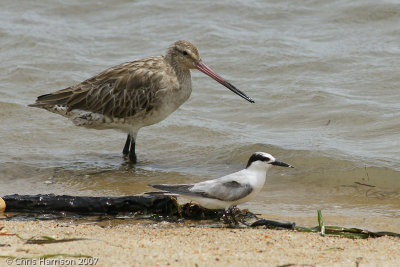 Black-tailed Godwit and Little Tern