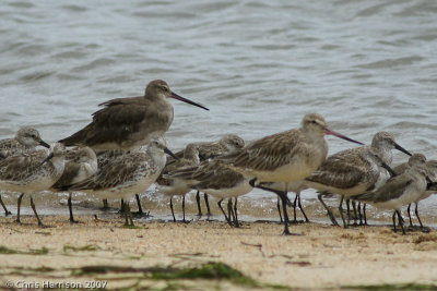 Black-tailed and Bar-tailed Godwits and Great Knots