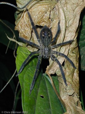 <i>Cupiennius salei</i><br>Wandering Spider
