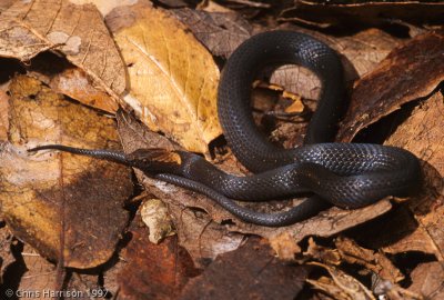 Amastridium sapperiRusty-headed Snake