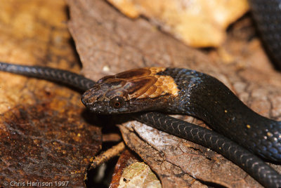 Amastridium sapperiRusty-headed Snake