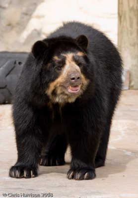 Spectacled BearTremarctos ornatus