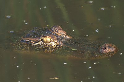 Alligator mississippiensisAmerican Alligator