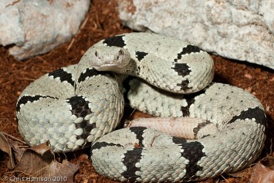 Crotalus lepidusNM, Hidalgo Co.
