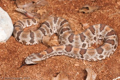 Crotalus aquilusMexico, San Luis Potosi