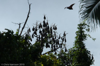 Pteropus tonganusInsular Flying Fox