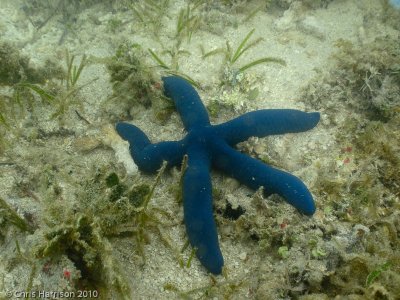 Blue Sea StarLinckia laevigata