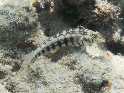 Sharpnose Sandperch</br><i>Parapercis cylindrica</i>