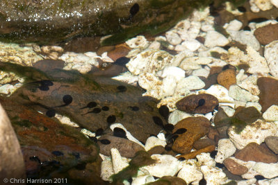 Rhinella marinaCane Toad - tadpoles