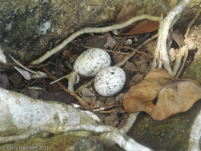 Black-naped Tern eggsTaveuni