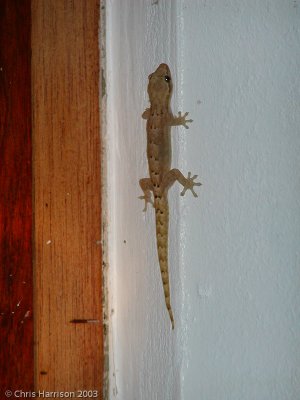 Lepidodactylus lugubrisMourning Gecko