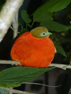 Orange Dove