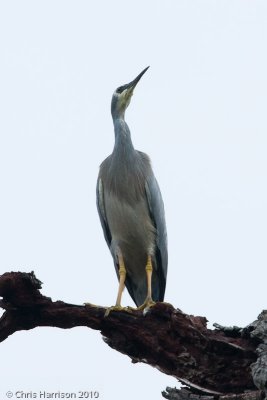 White-faced Heron