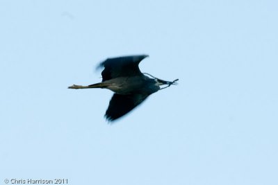 White-faced Heron