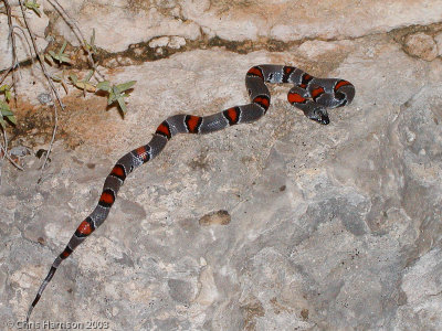 Lampropeltis alternaGray-banded Kingsnake