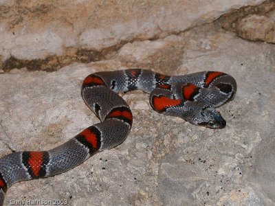 Lampropeltis alternaGray-banded Kingsnake