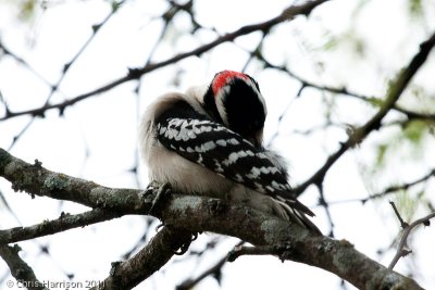 Downy Woodpecker