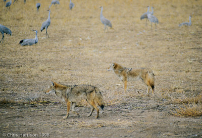 CoyotesCanis latransBosque del Apache NWR