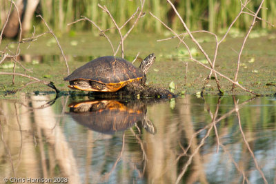 Pseudemys concinnaEastern River Cooter