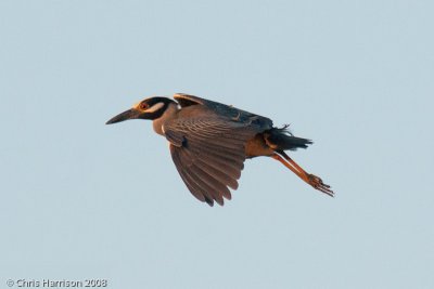 Yellow-crowned Night Heron