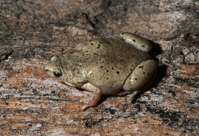 Gastrophryne olivaceaWestern Narrow-mouthed Toad