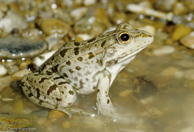 Pelophylax ridibundusEurasian Marsh Frog