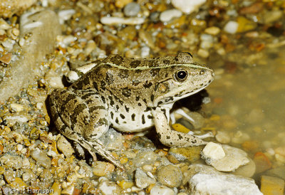 Pelophylax ridibundusEurasian Marsh Frog