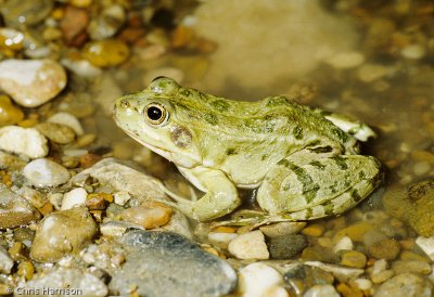 Pelophylax ridibundusEurasian Marsh Frog