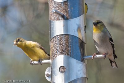 American Goldfinch