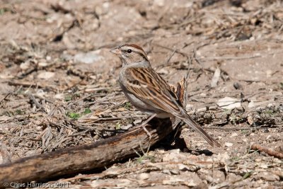 Chipping Sparrow<br>San Antonio Botanical Garden