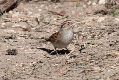 Chipping Sparrow<br>San Antonio Botanical Garden
