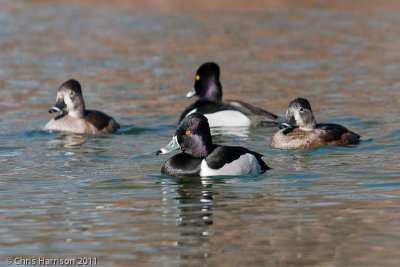 Ring-necked Ducks