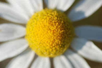Macro photography