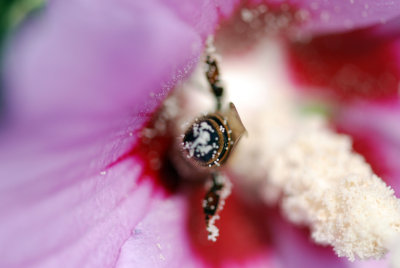 D80-micro200mmAF
