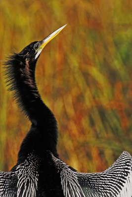 A-Open-Sunseeking Anhinga.jpg