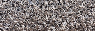 AA-Open-Snow Geese at Bosque del Apache.jpg