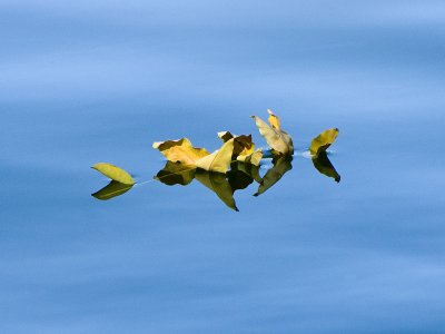 B-Open-Floating Leaves At The Duck Pond.jpg