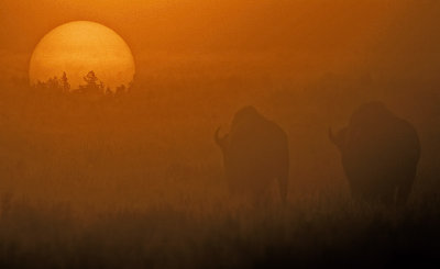 Bison Sunrise