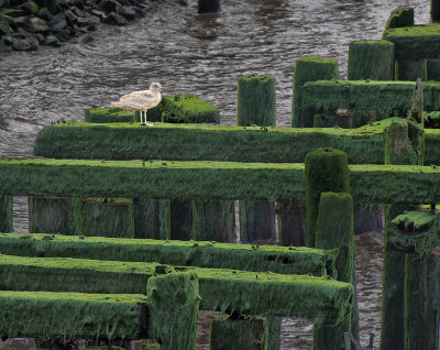 Gull on Green Plank