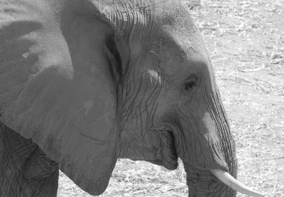 Elephant Whiskers