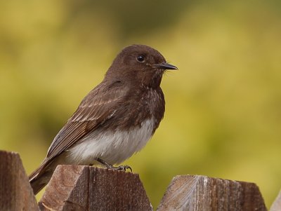 Black Phoebe